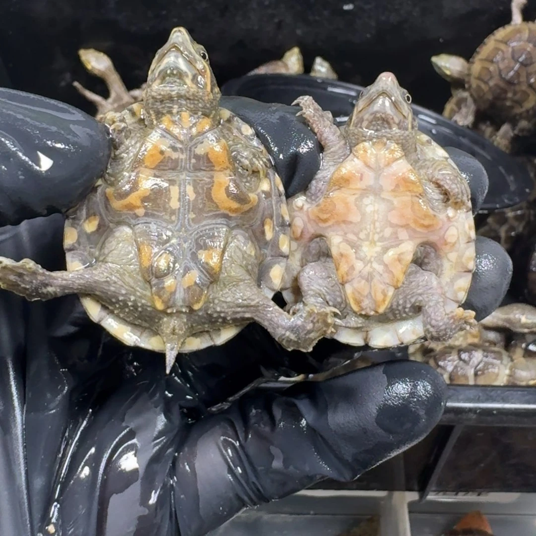 蛋龟不分公母麝香