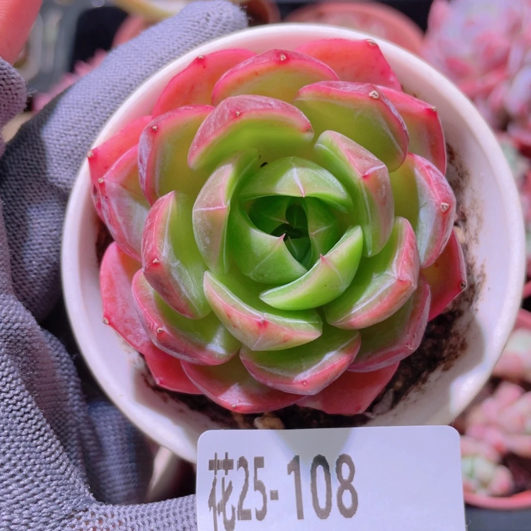花利美25-108新品