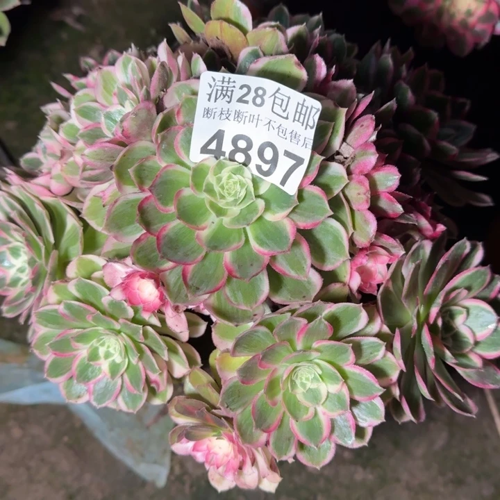 4897孔雀翎多肉植物