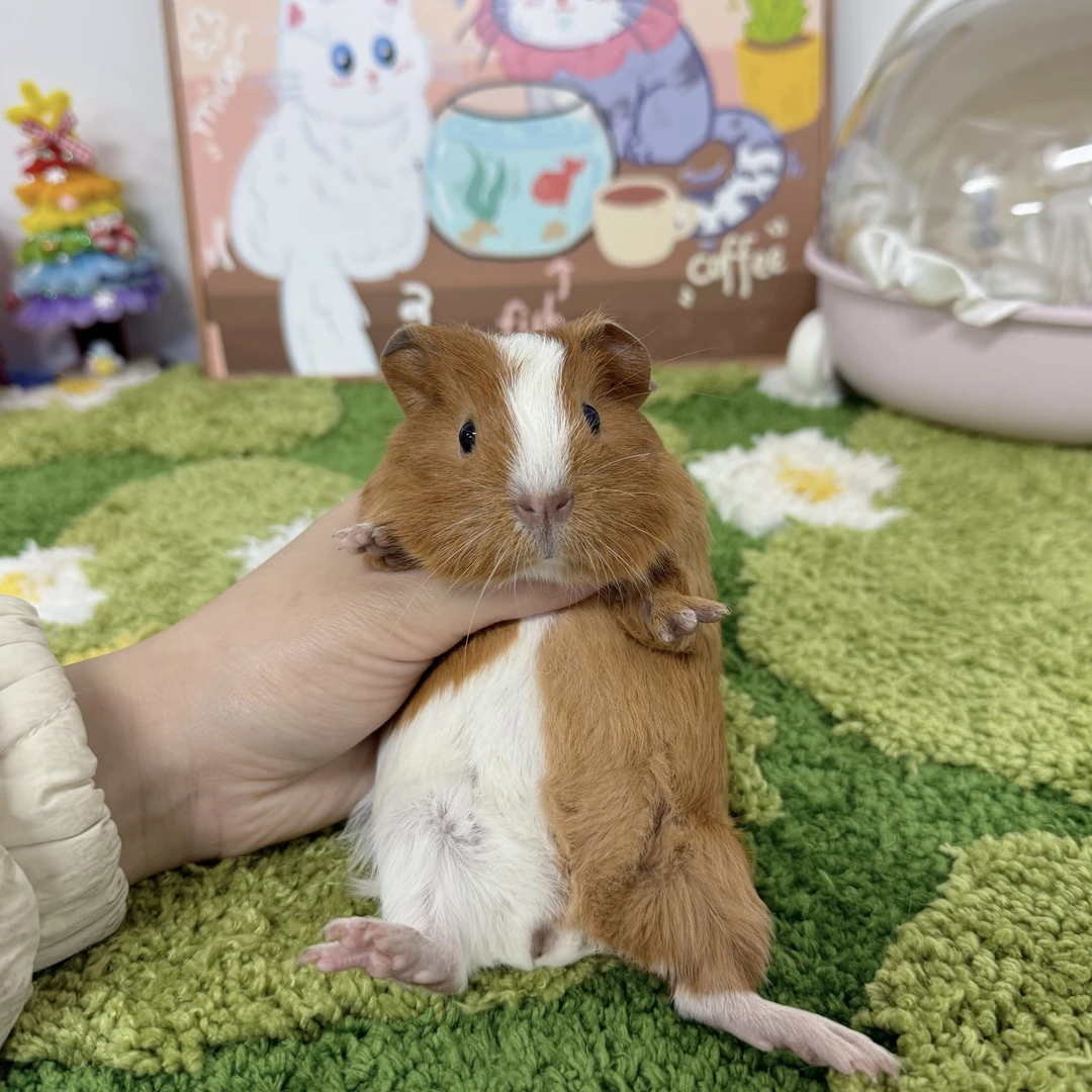 圆圆棕白英短妹妹顺丰包邮