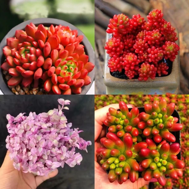 多肉多头组合盆栽黄金草红宝石玉坠室内绿植稀有品种好养花卉装饰