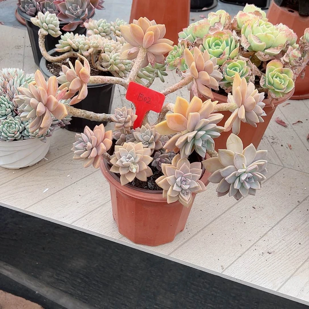 洛****社1302淡雪多肉植物