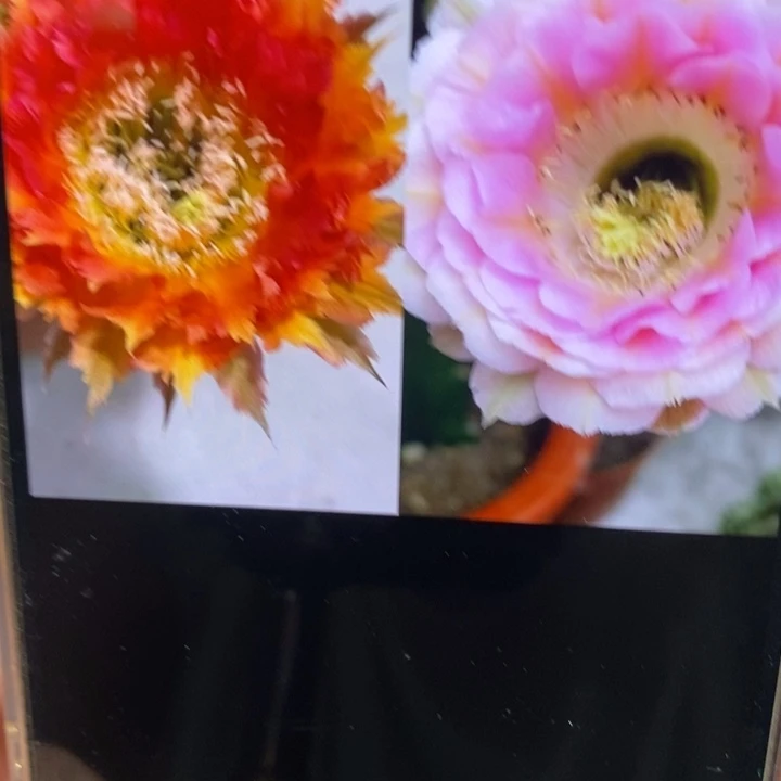 香橙红羽毛和520侧芽2.5-3公分左右