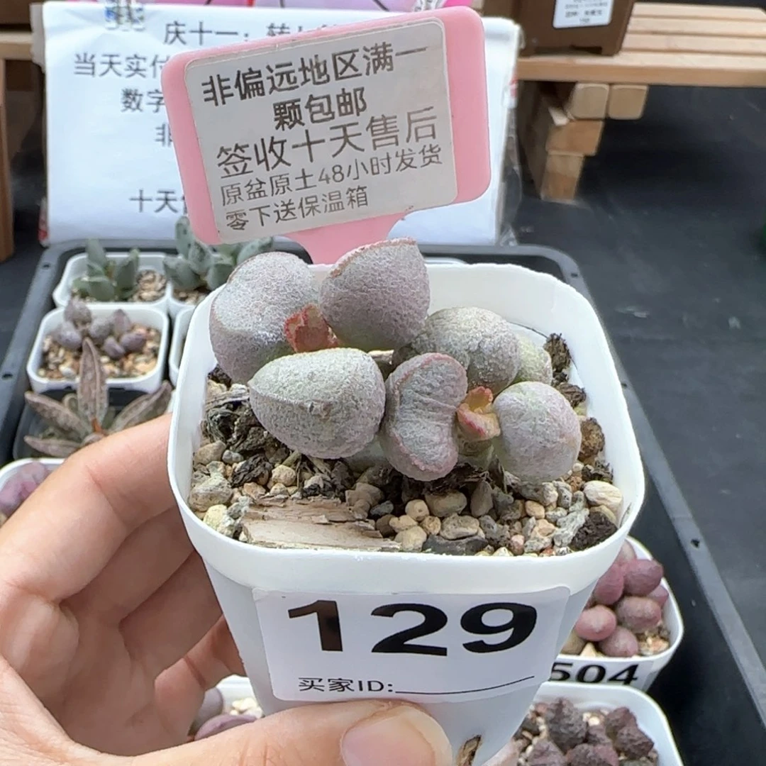 129黛安娜多肉植物