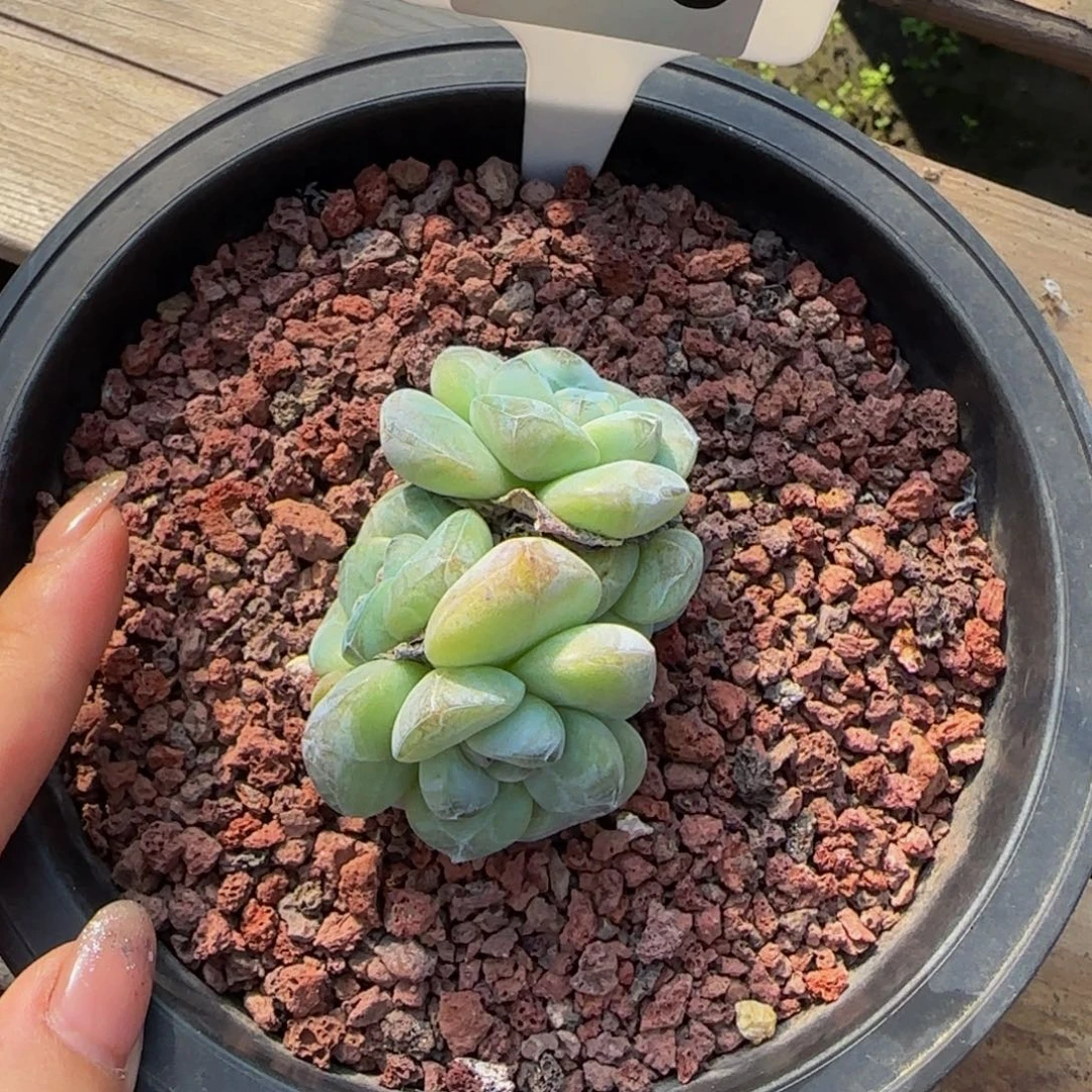 雪***狼170号一物一拍特价福利