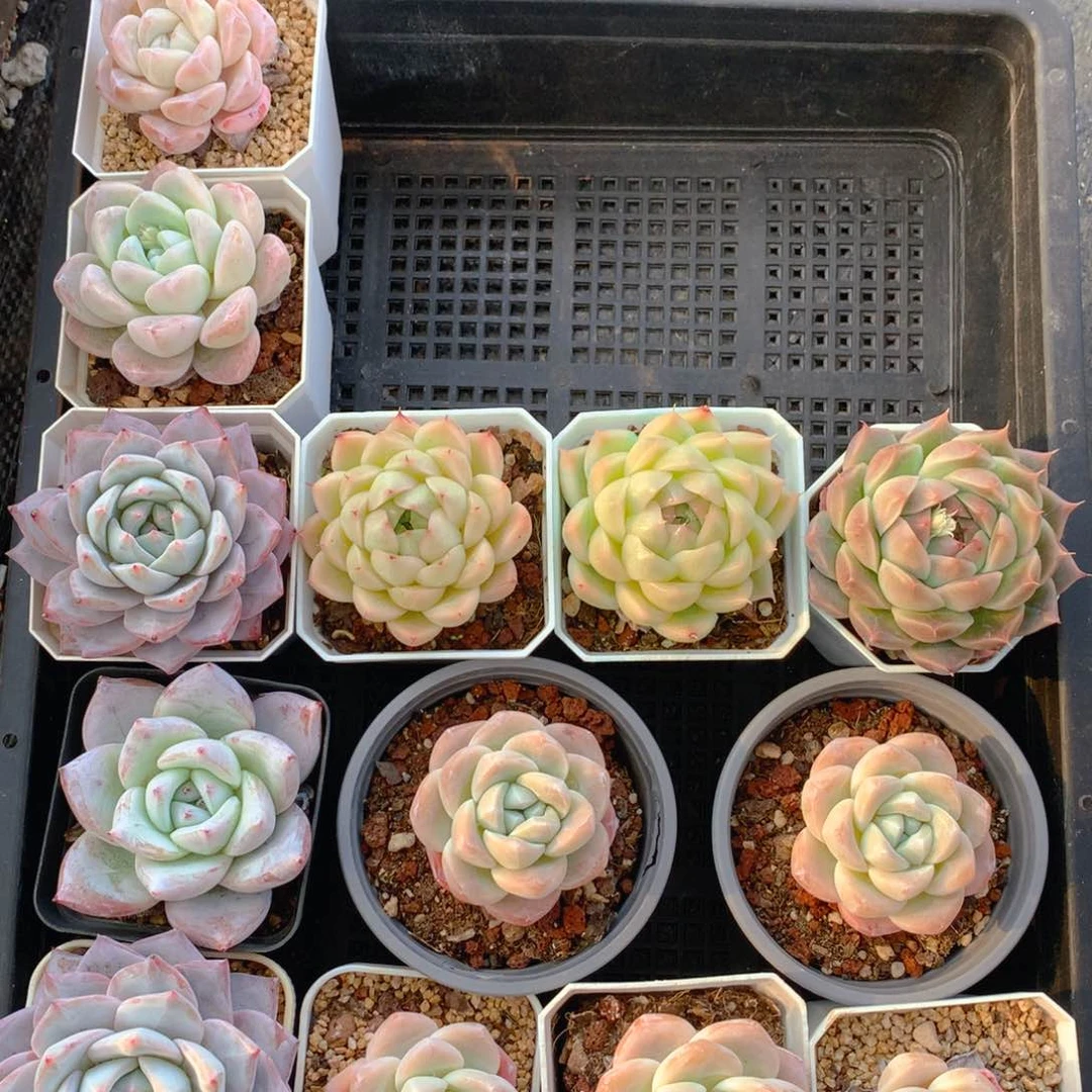 精品多肉一物一拍