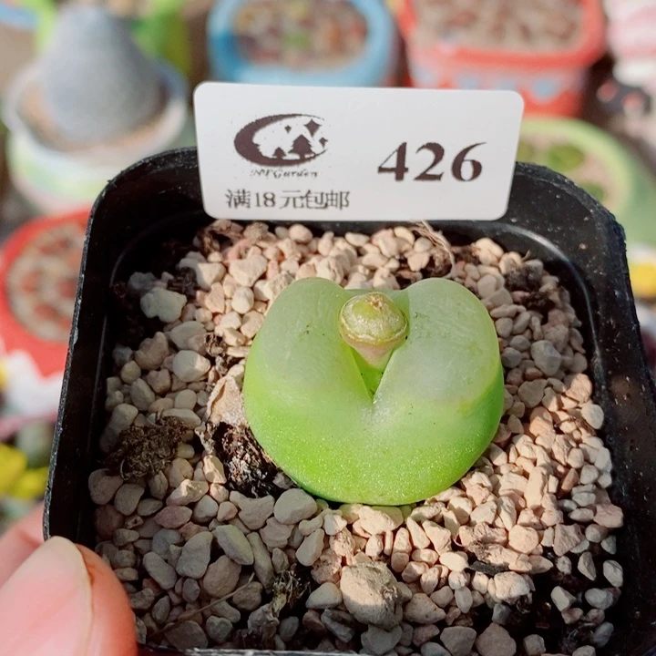 美丽的生石花花426