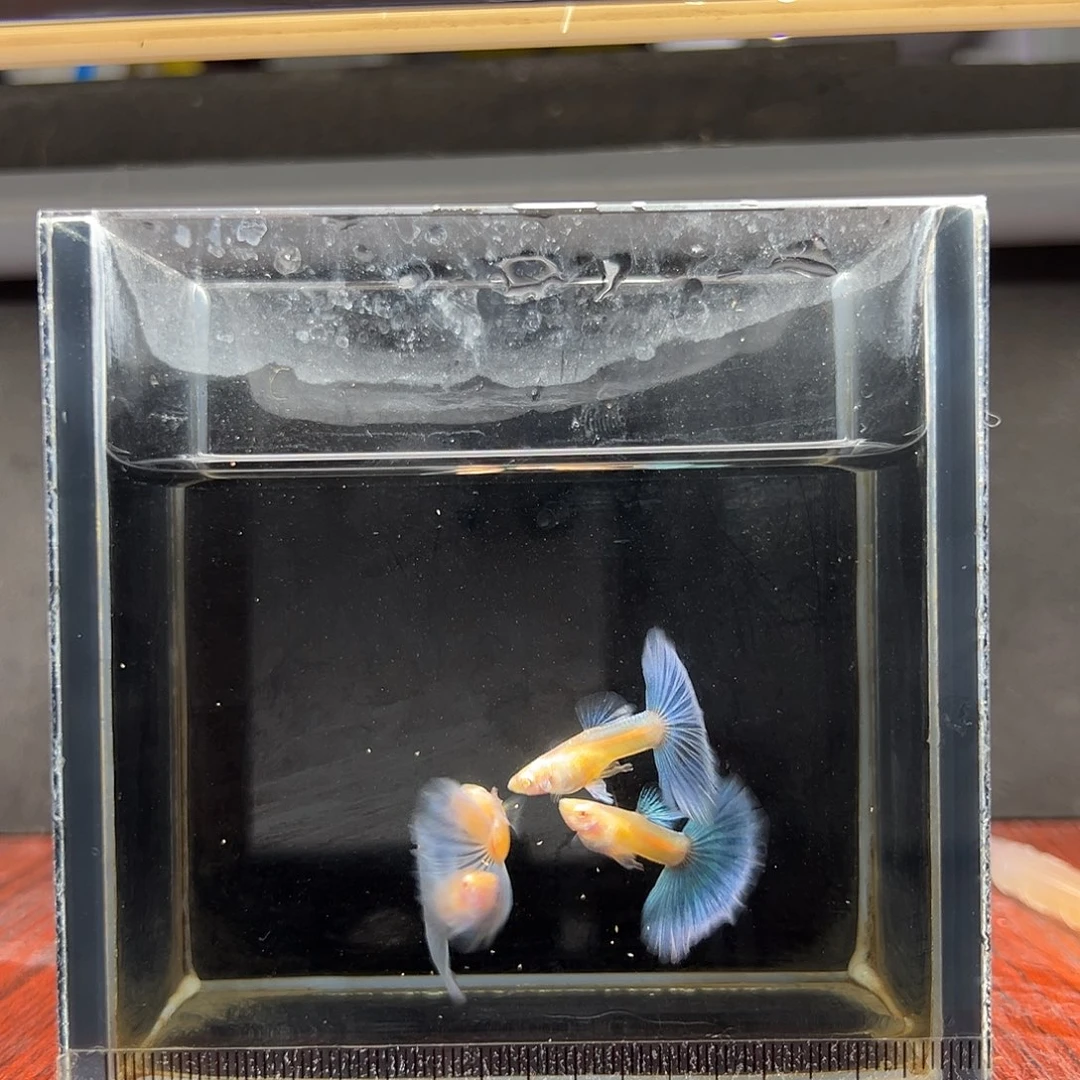 孔雀鱼蓝白半月尾公4条（尾巴微瑕）