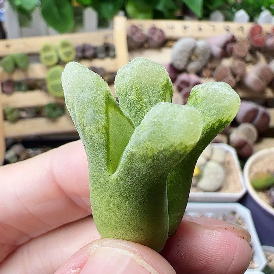 无花朵冰风铃母本一颗包邮……………………