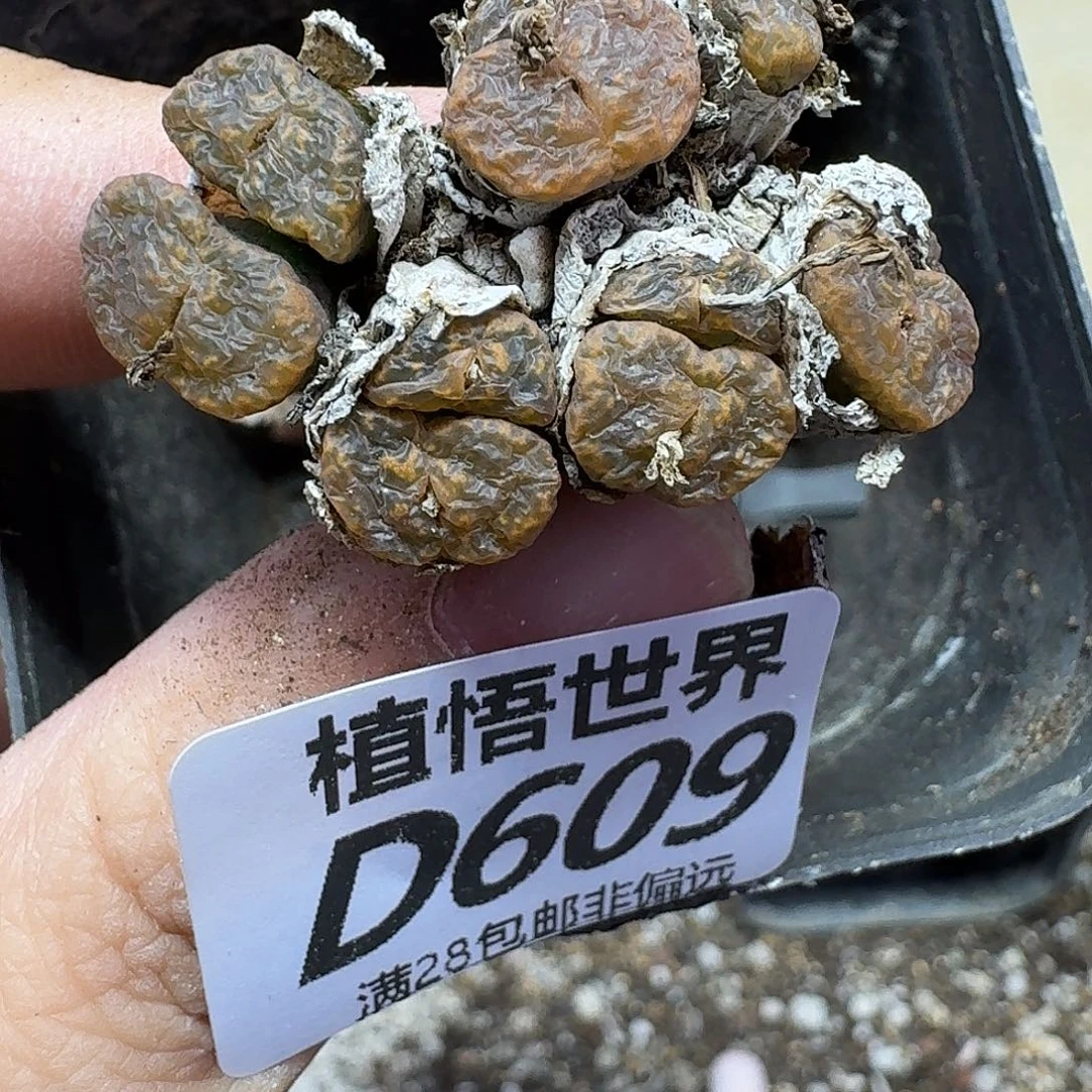 多肉植物的人生fghb