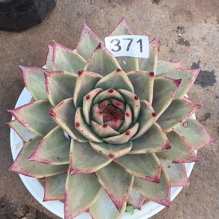 371杂一物一拍多肉