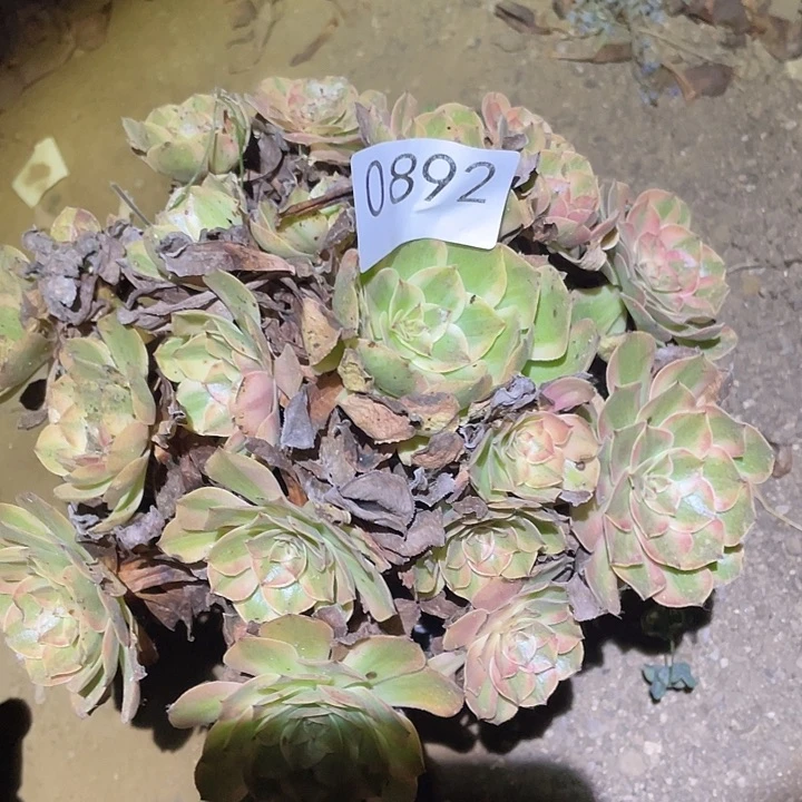 多肉植物法师892万七彩