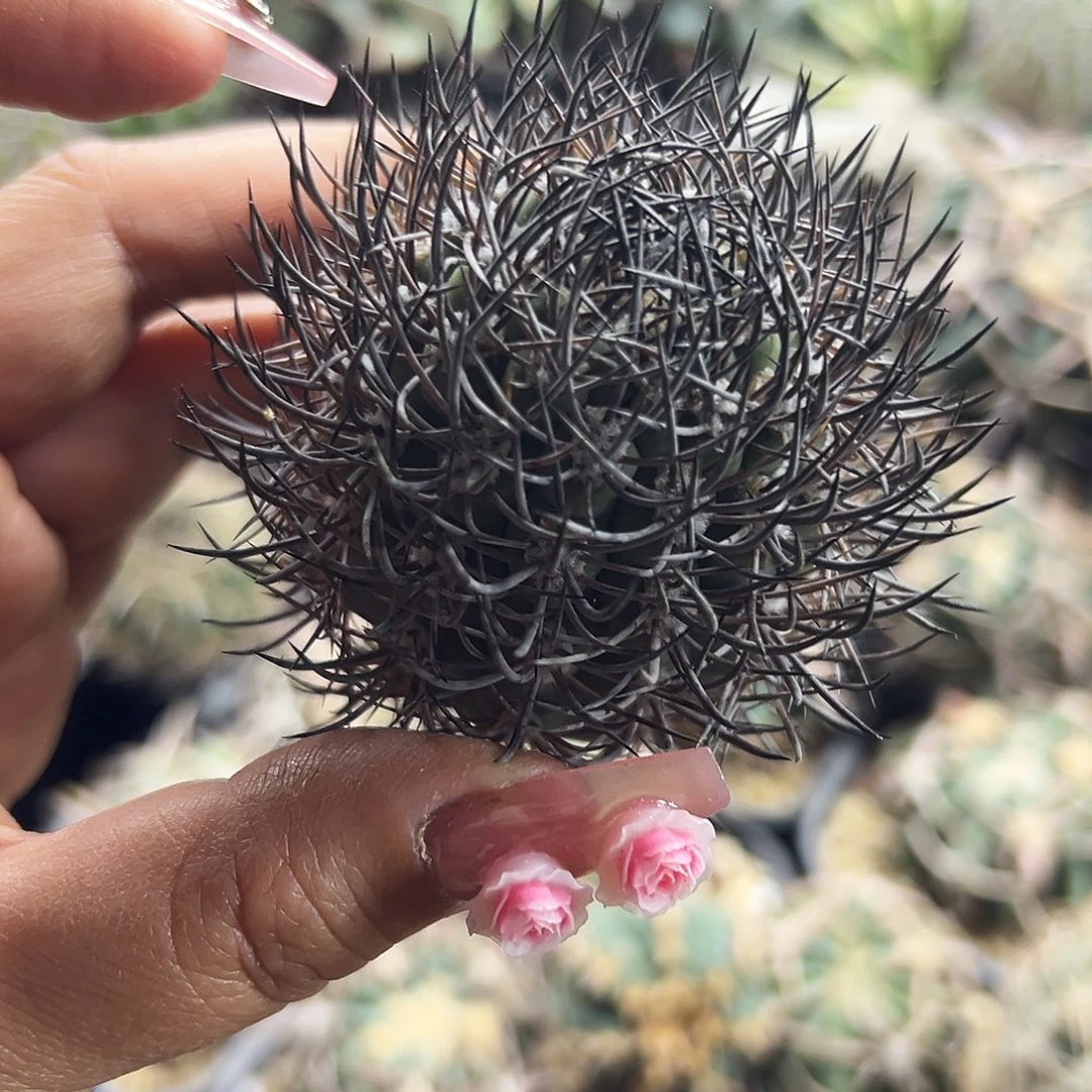 逆豹有根仙人球6666666