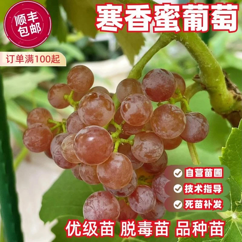 寒香蜜 贝达砧木嫁接葡萄苗 宝利葡萄苗繁育专业合作社