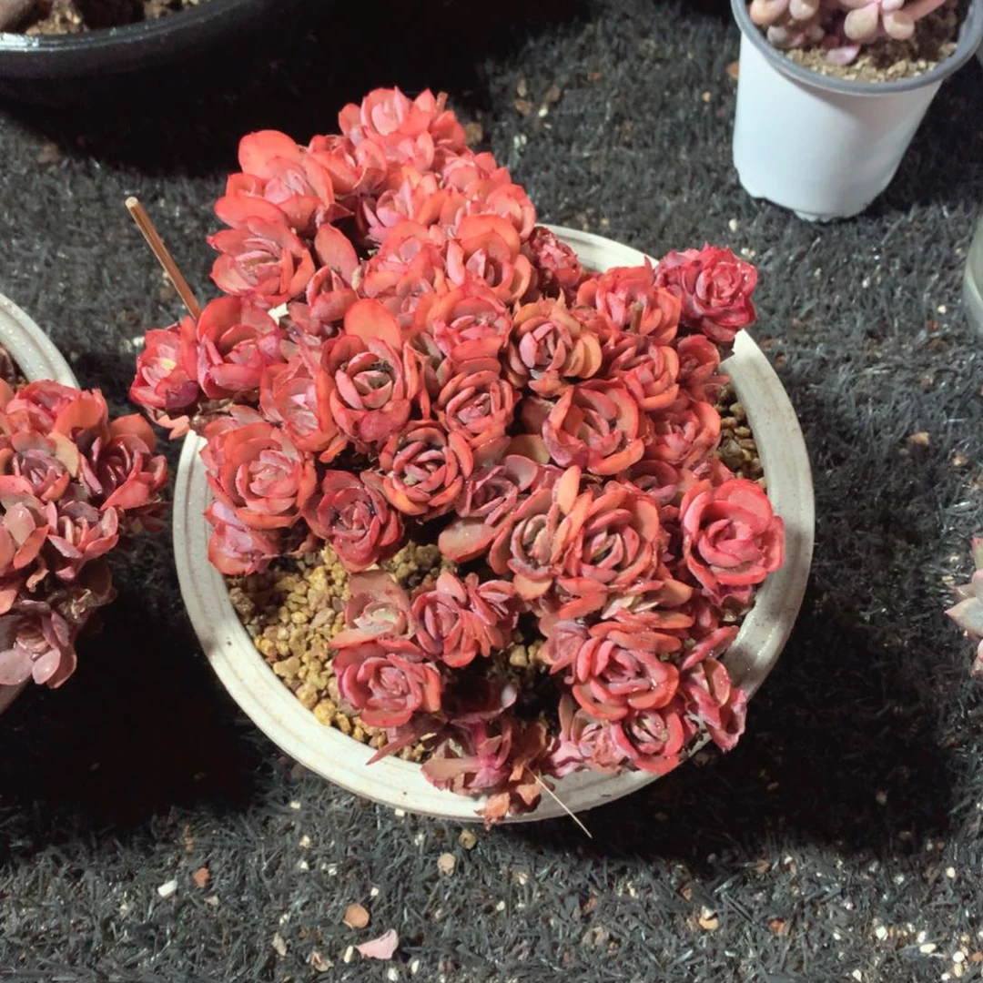 多肉植物秀妍多肉