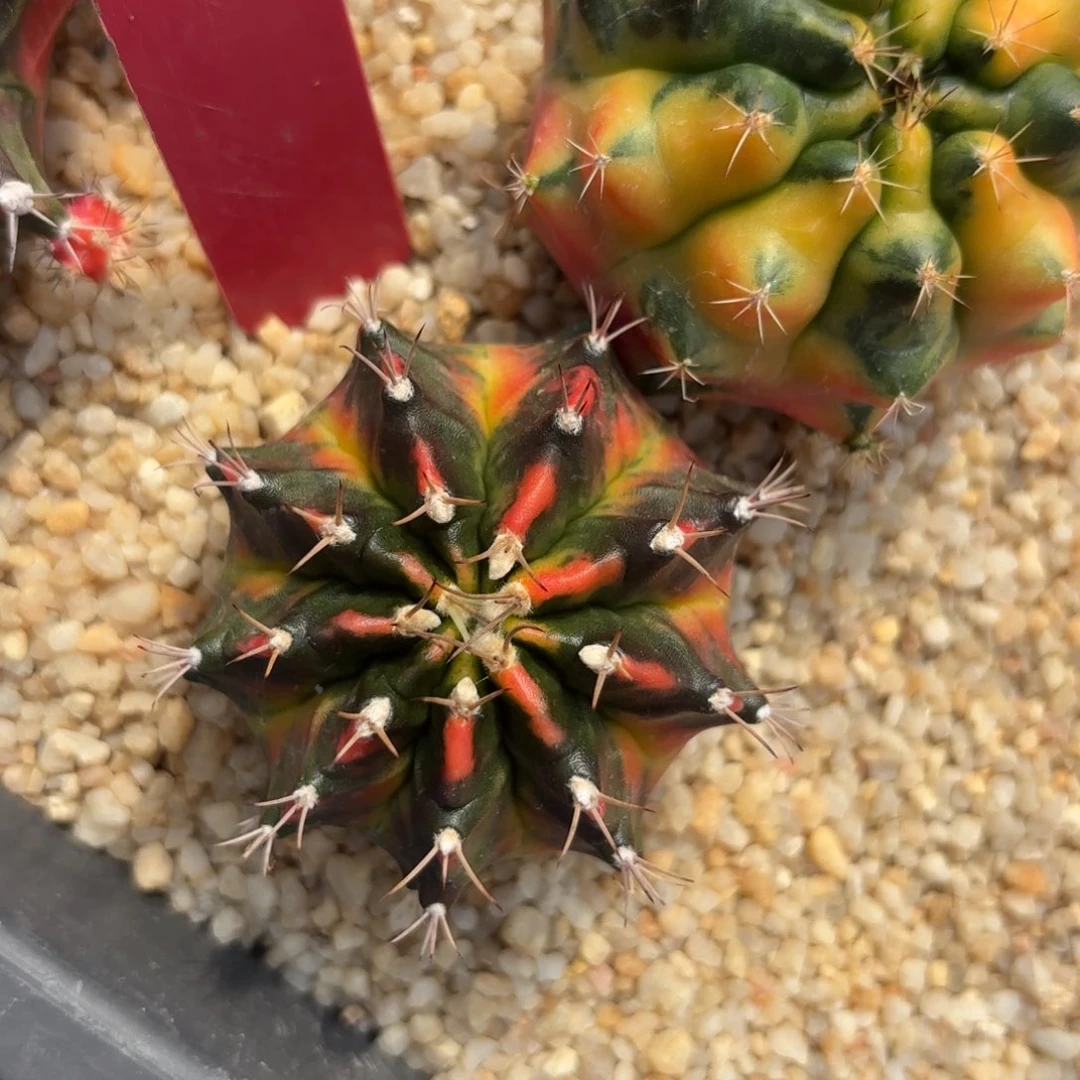 L553-0102泰国发货 敦煌