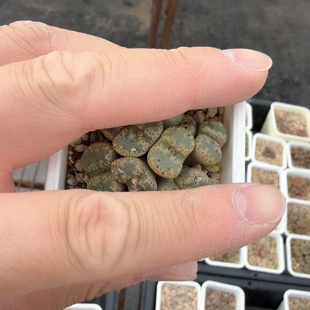 i*包dy2 豆包 勋章 .25