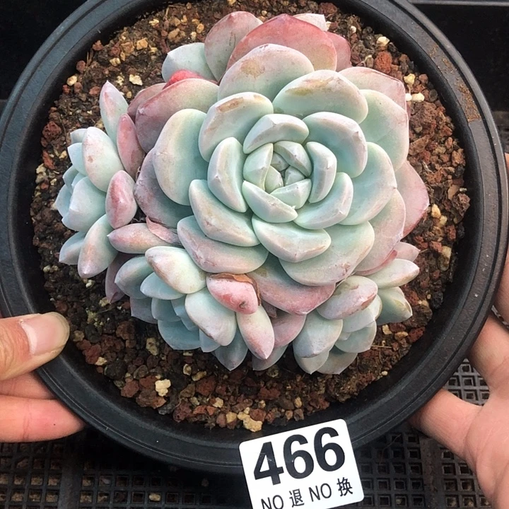 冰玉捧花福利 466