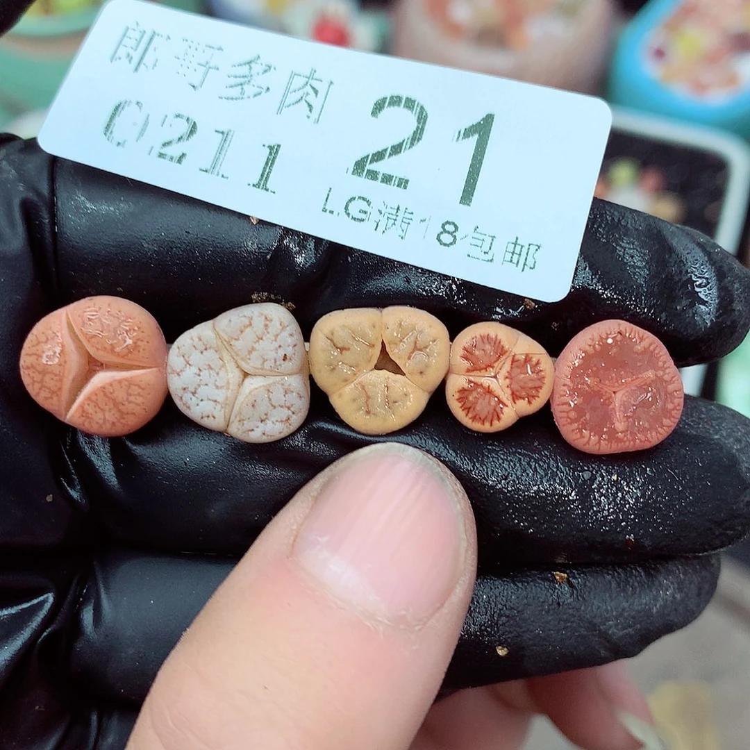 郎哥多肉生石花11-21