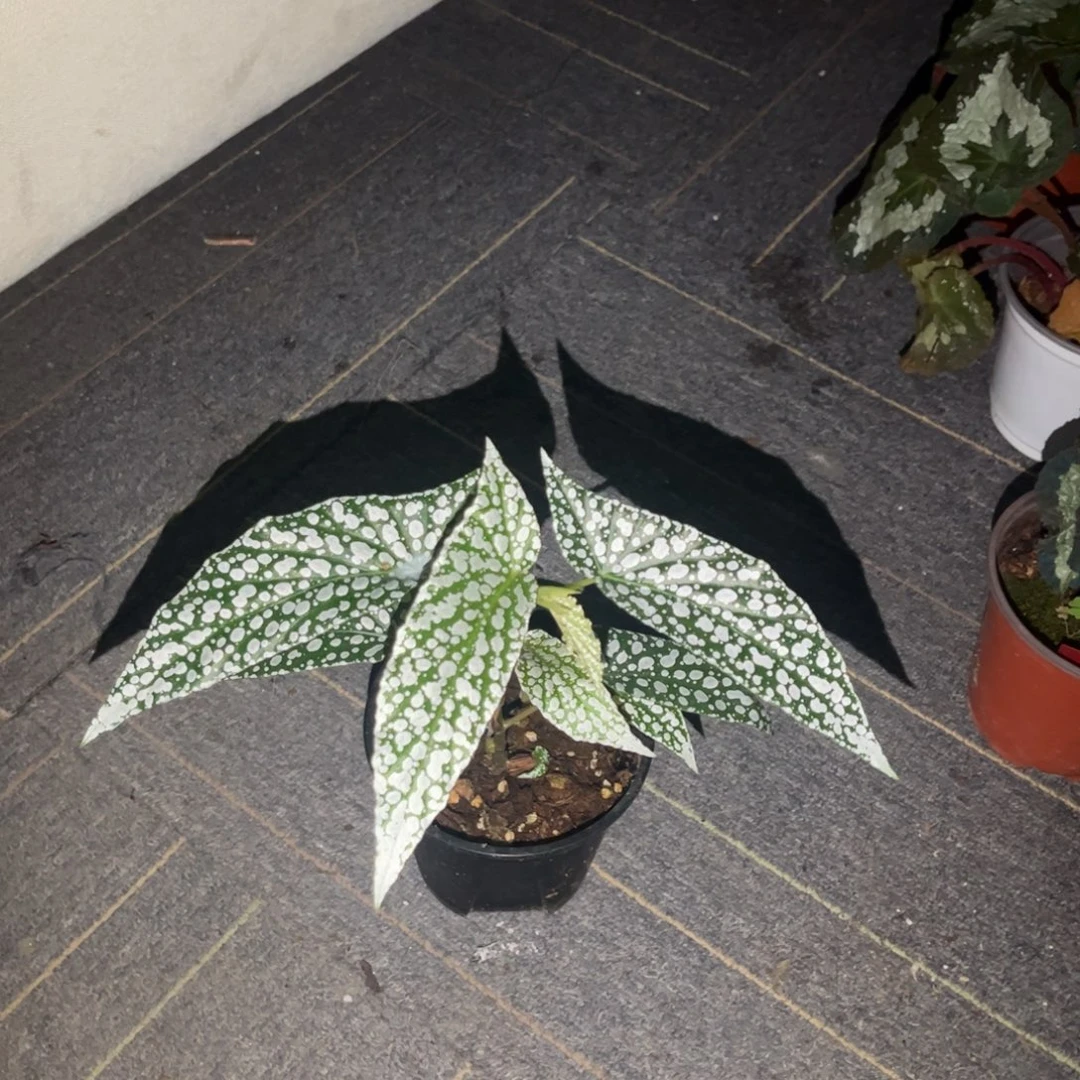 无花朵超白冰～。～～