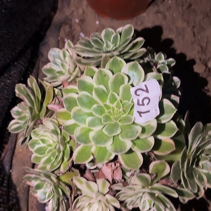 152玉芙蓉多肉植物不售后