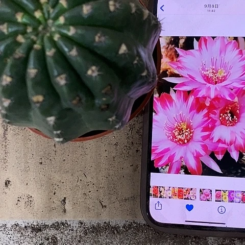 禅衣丽花，35889000