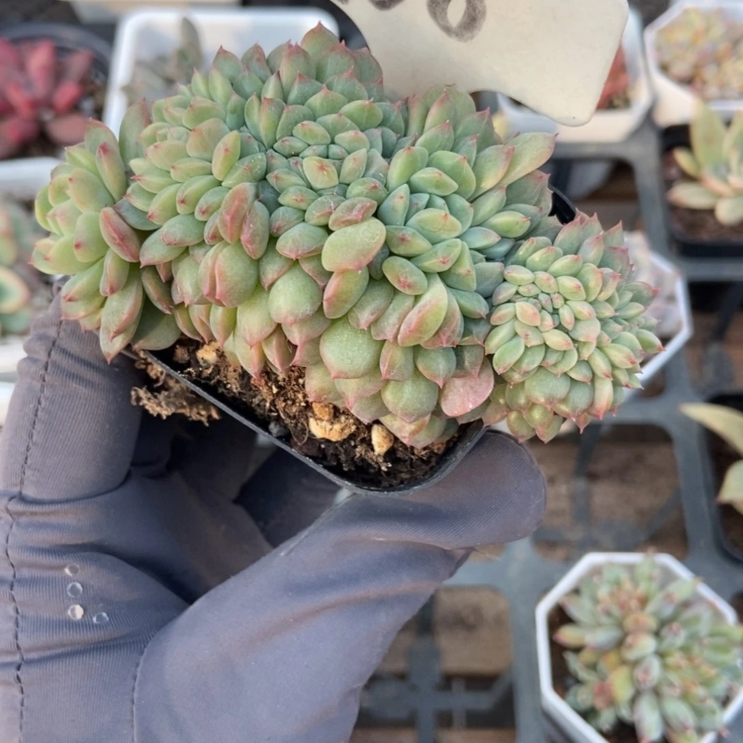 968冰魄缀多肉植物