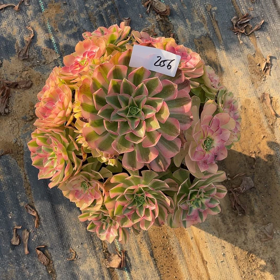 完全开放256111111111111111111