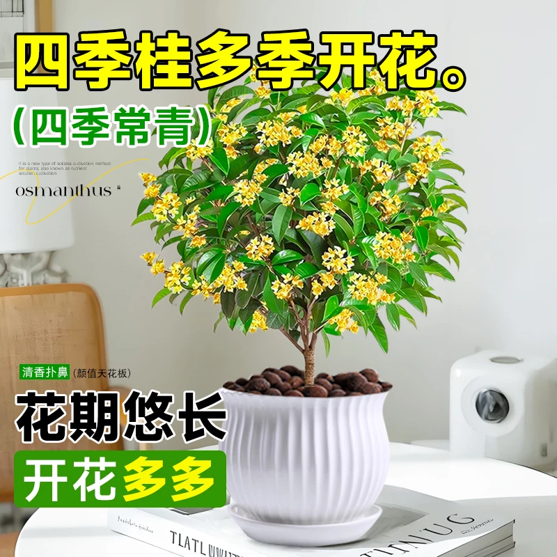 桂花树苗盆栽植物月月开花四季种植桂花小苗阳台庭院绿植浓香花卉