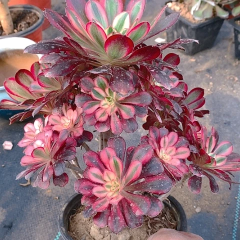 122香奈多肉植物