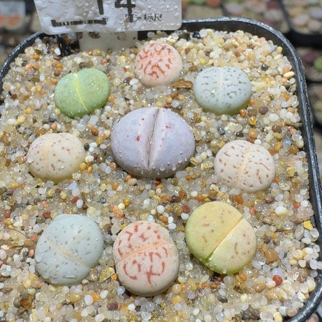 Ssss精品生石花粉14