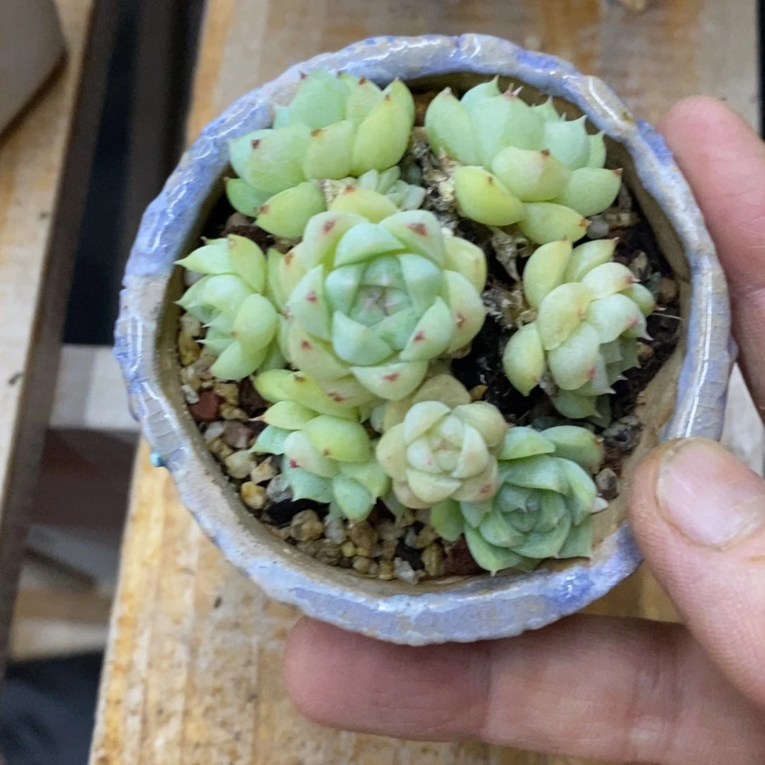 精品多肉一物一拍不包整139