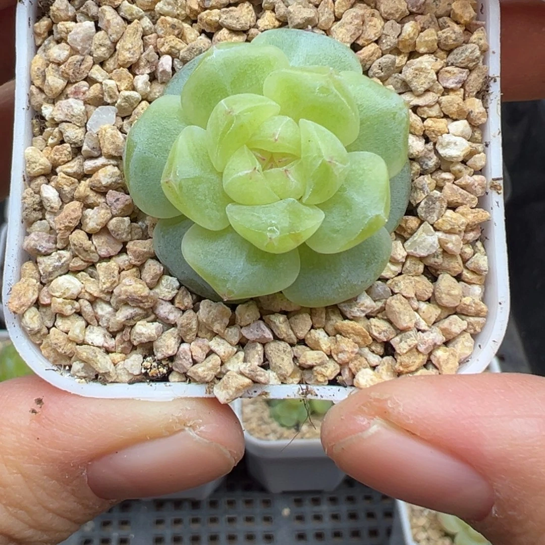 701号玩家货晗雨多肉植物