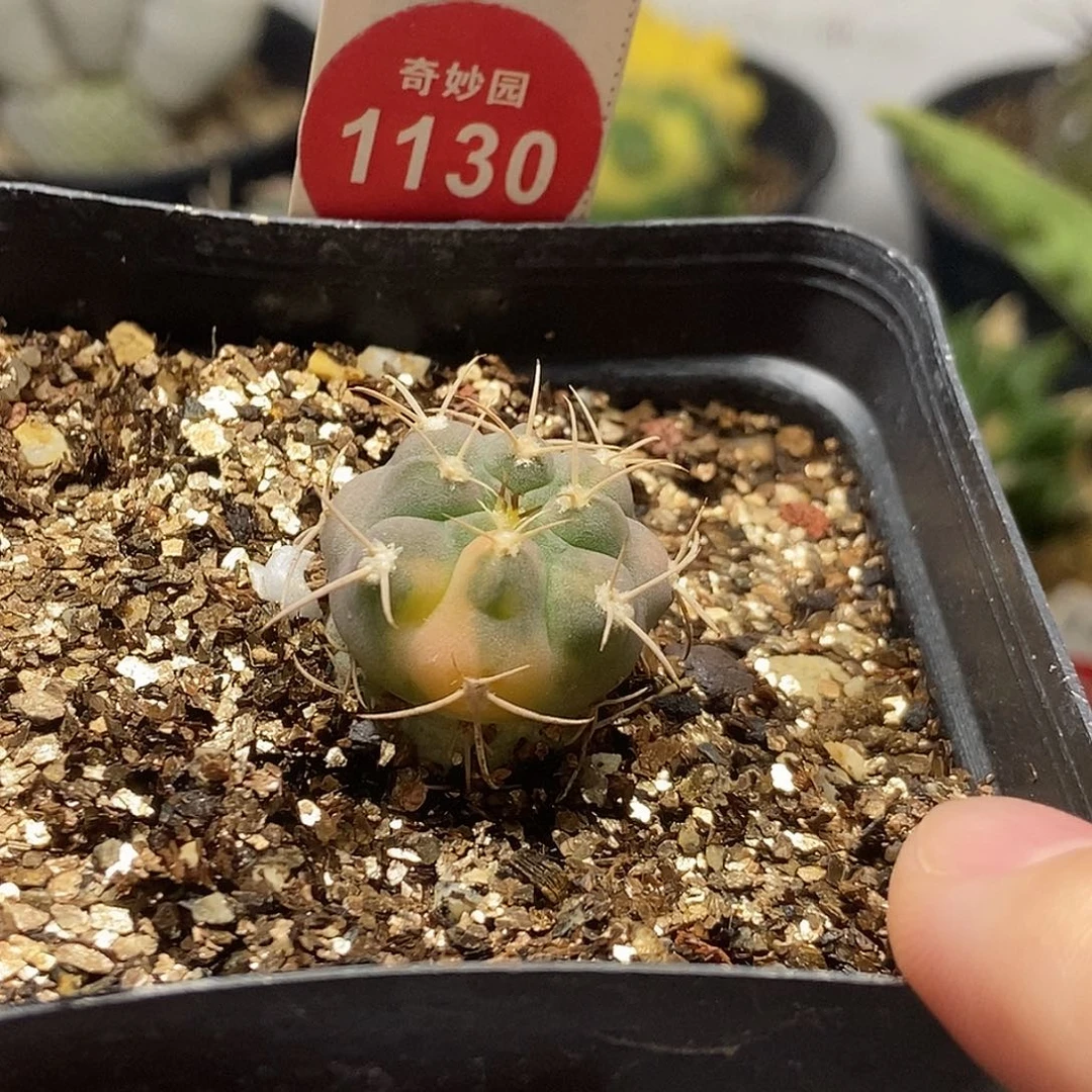 实生裸鄂球锦2.2cm