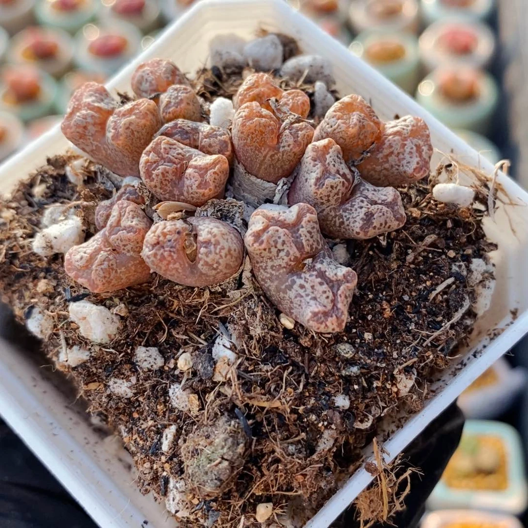 3808-一物一拍 带盆