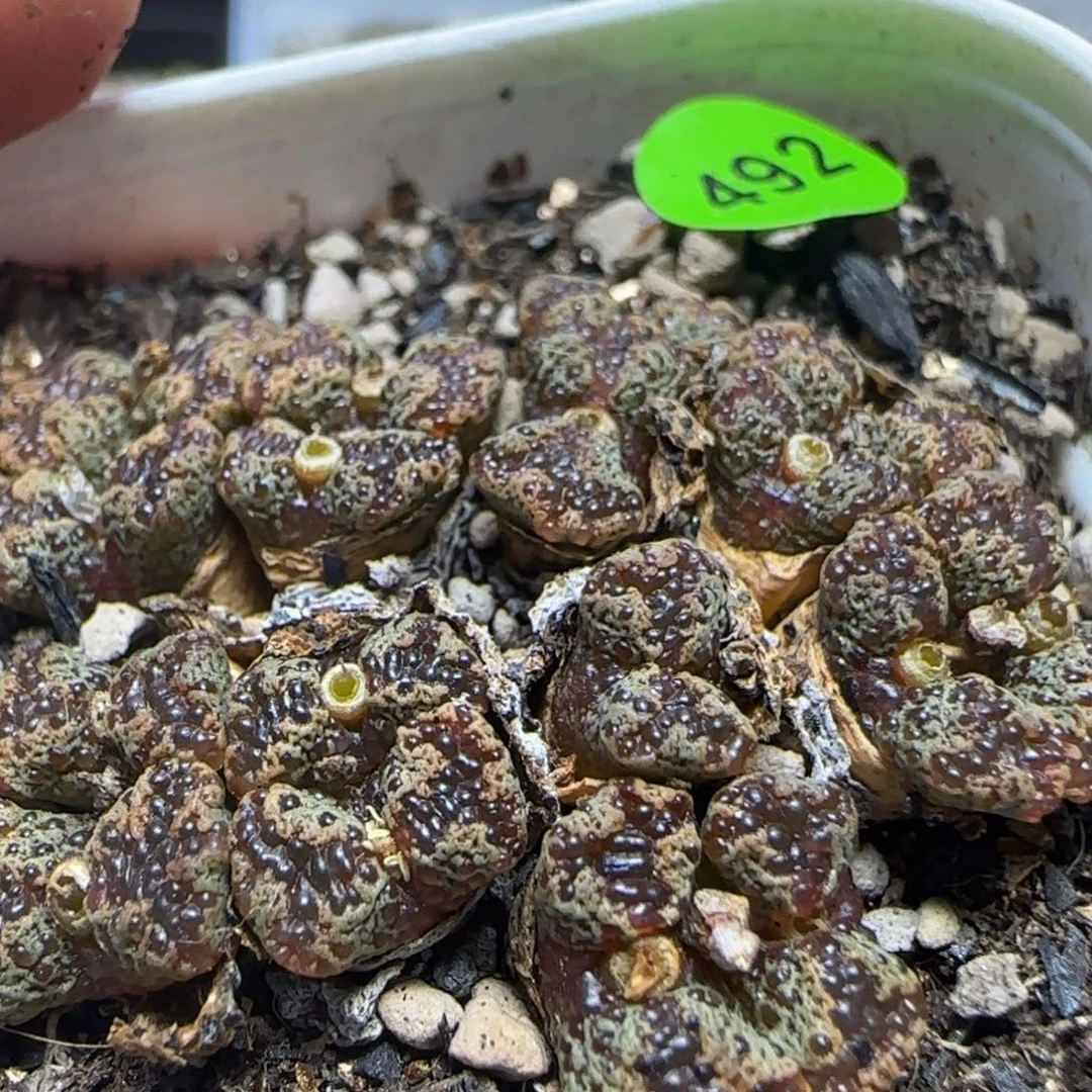 黄泡泡17头多肉植物492