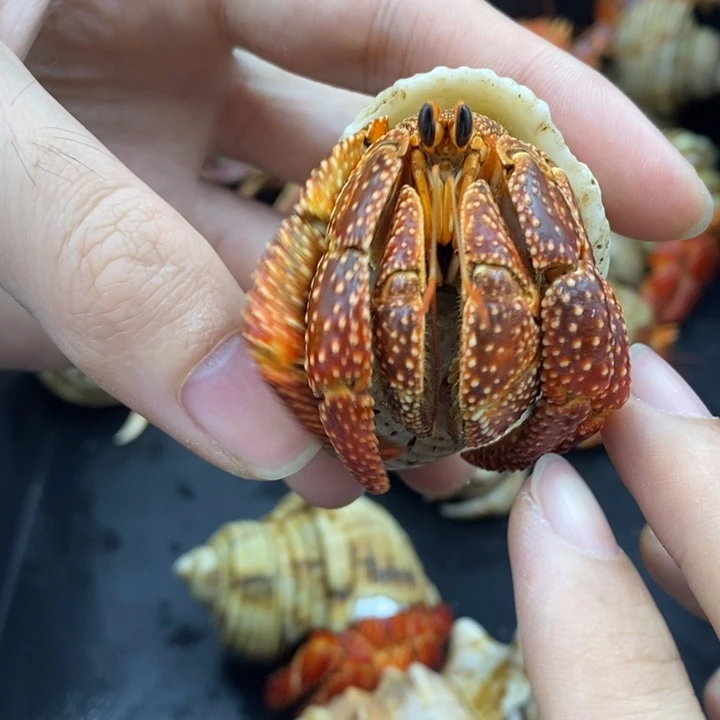 3.5口牛血红斐济草莓