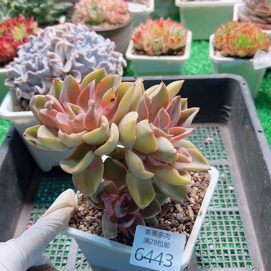 无花朵多肉一物一拍6443