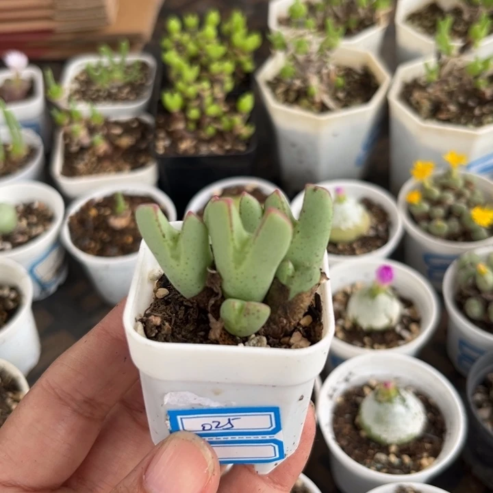 025 少将多肉植物