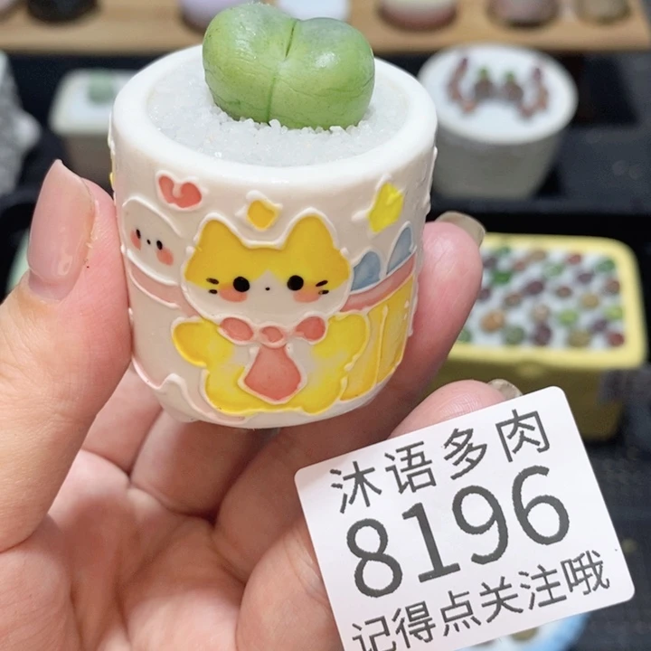 爱****带盆土植物 精美盆栽8196