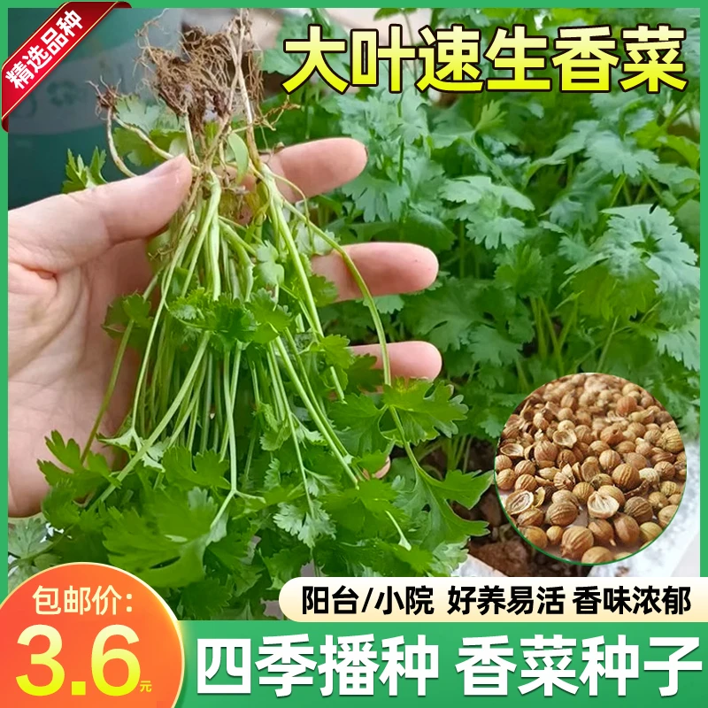 大叶香菜种子菜种子耐热耐抽种植发芽蔬菜盆栽抗病