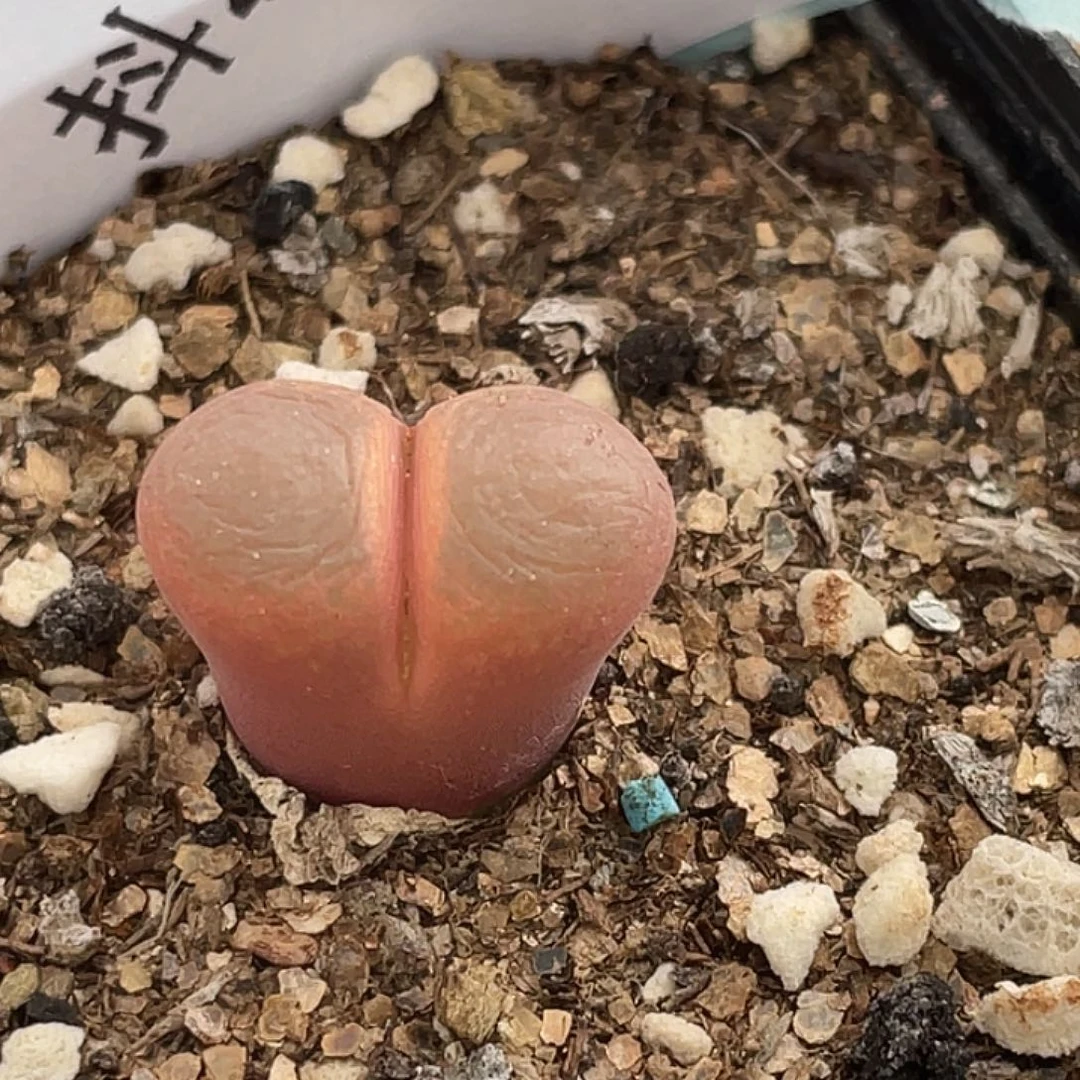 27-34红风铃多肉植物