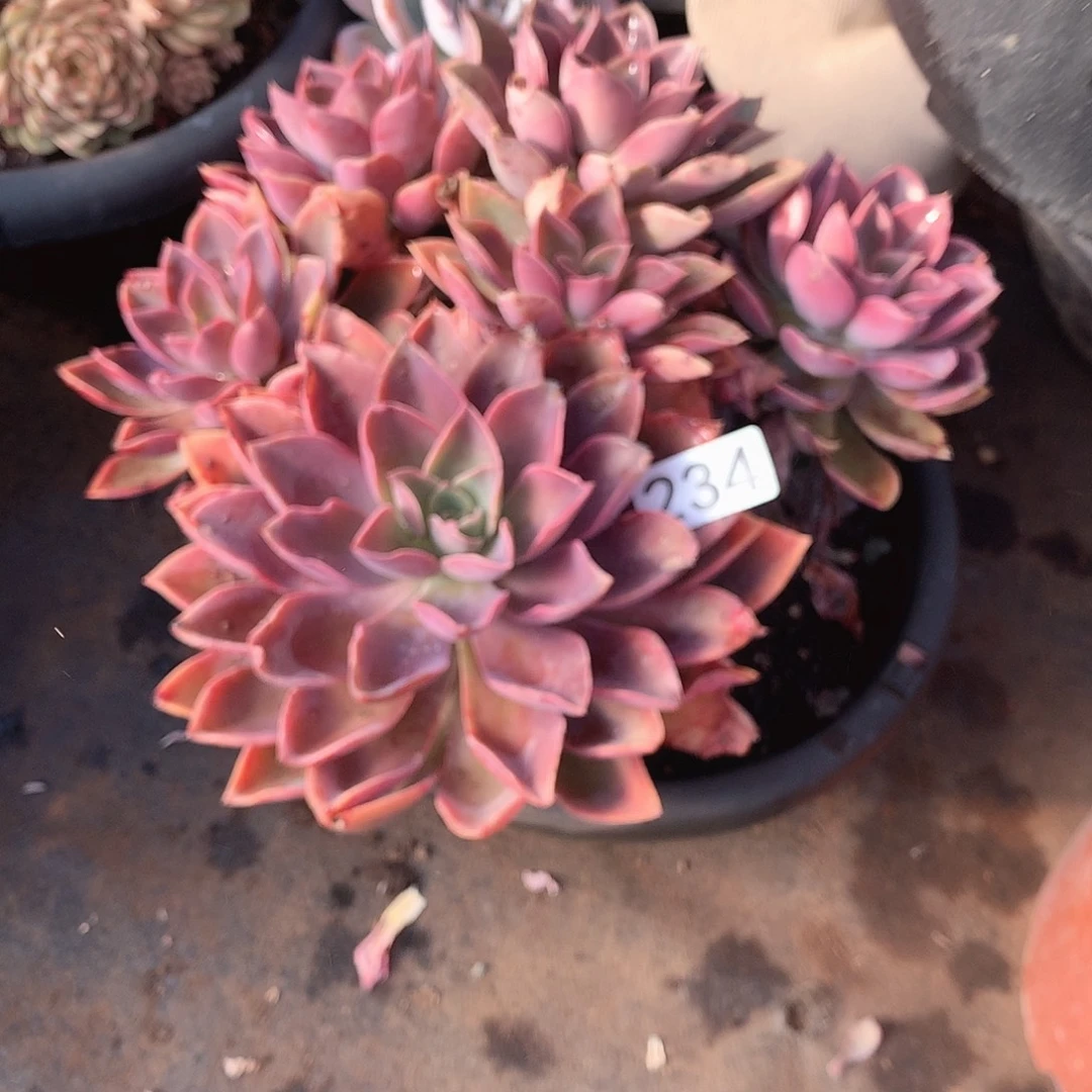 234紫气东来 一物一拍多肉