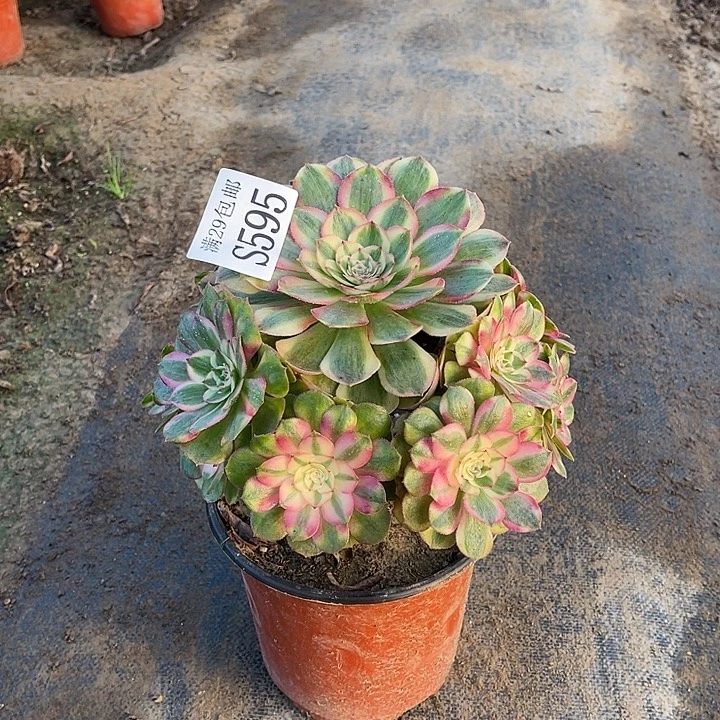 595半糖荔枝多肉植物