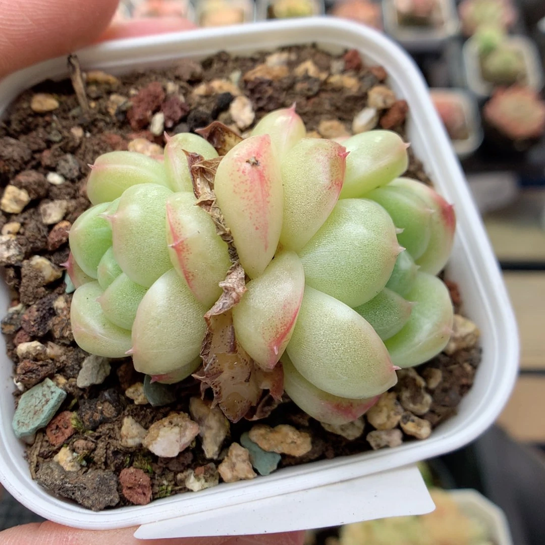 C93宽圆秃子麦杆y y y y