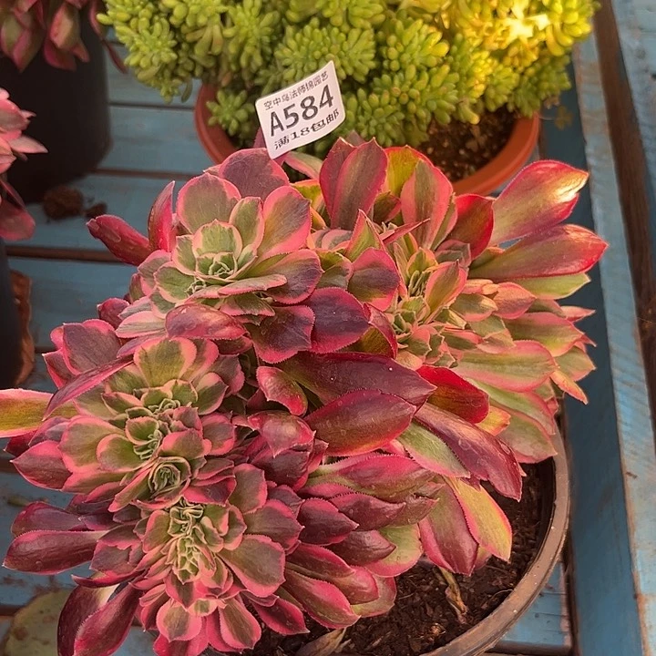 584粉女郎缀多肉植物