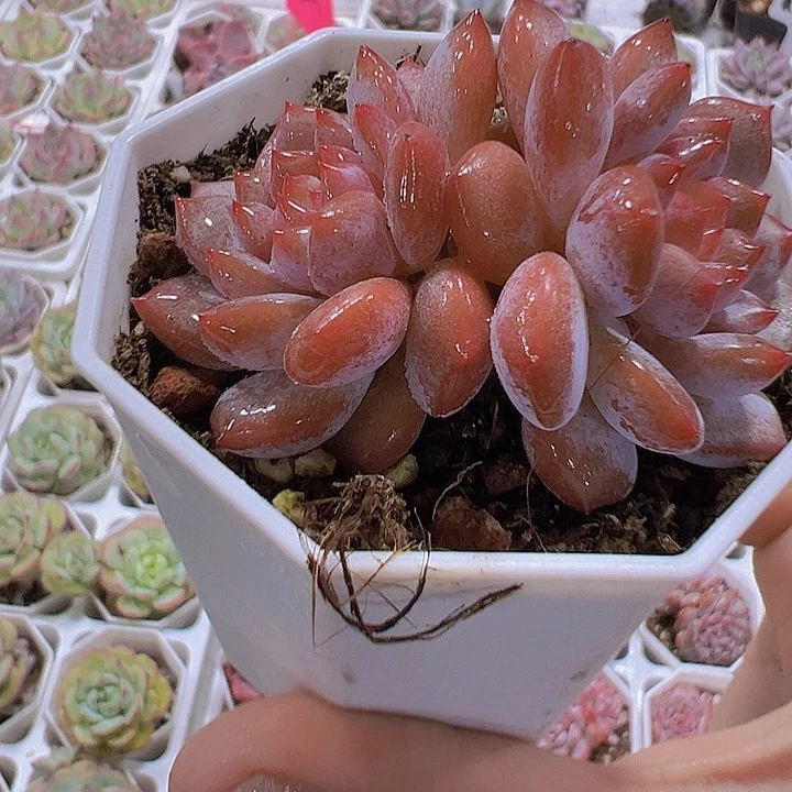 双头星星称19包邮多肉植物