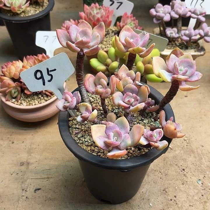 多肉植物，白月光95号