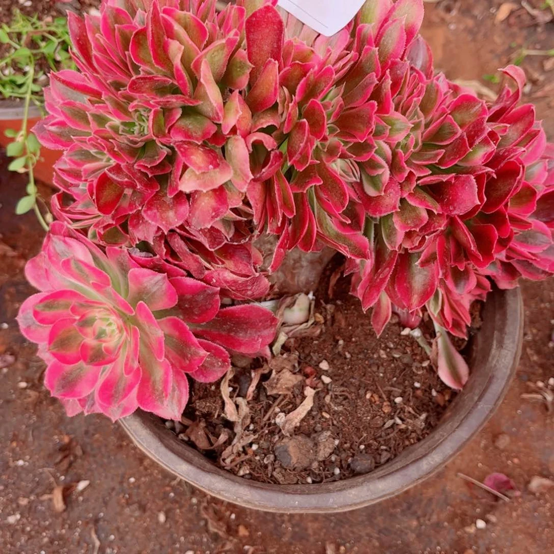 多肉植物439红袖