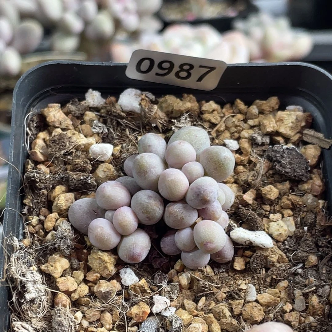 仙子奶酪多肉植物